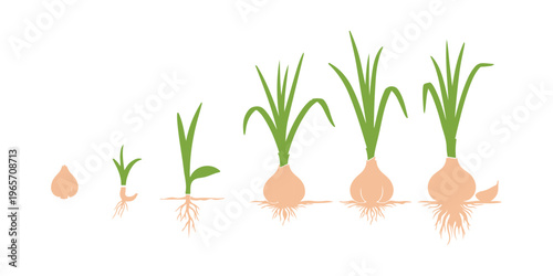 The cycle of garlic growth. A variety of stages in the development of bulb plants. An infographic showing how to grow seedlings from seeds.

