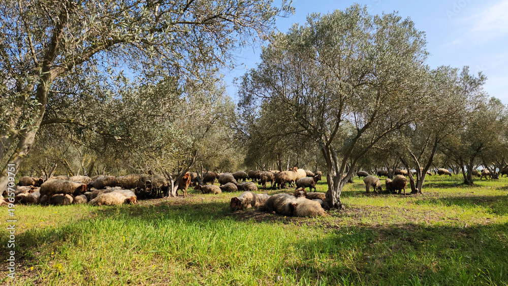 Fototapeta premium A flock of Awassi sheep grazing on fresh green spring grass in an olive grove in the Mediterranean region