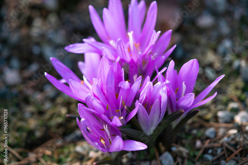 purple crocus flower