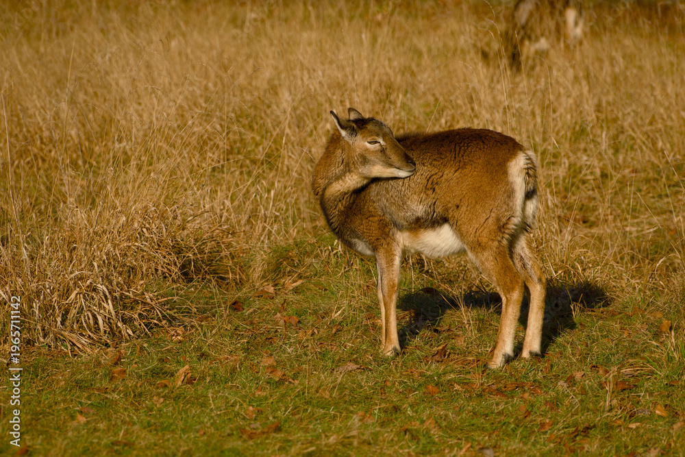 Obraz premium European mouflon ewe grooming on meadow in warm sunlight