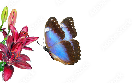 bright colorful blue tropical butterfly morpho and flowers of red lilies isolated on white
