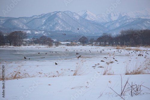 猛禽類で賑わう早朝の宮島沼　北海道美唄市