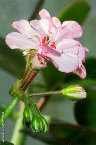A cultivar of pelargonium, of the family Geraniaceae.