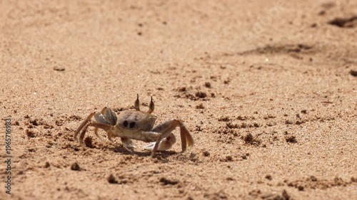 Tiny Crab with Large Eyes Walk Gracefully Across Warm Golden Sand on a Sunny Beach Day, Searching for Food. Sri Lanka island in Asia.