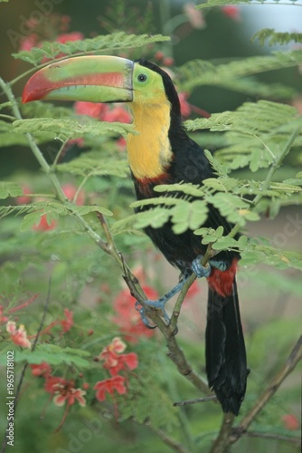 Keel-billed Toucan, Roatan, Honduras / (Ramphastos sulfuratus)