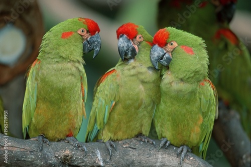 Red-fronted Macaws / (Ara rubrogenys)