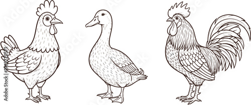 Hand-Drawn Illustration Set of Chicken, Duck, and Rooster, Farm Animal Sketches for Agricultural, Vintage, and Nature Designs