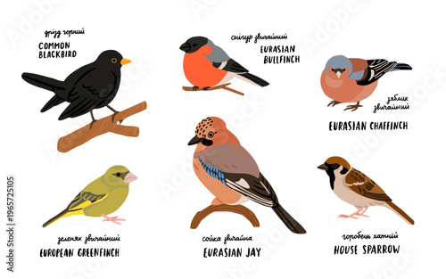Common backyard birds clipart set with Ukrainian and English names, educational bird illustrations collection, European songbirds vector graphics with bullfinch jay sparrow blackbird