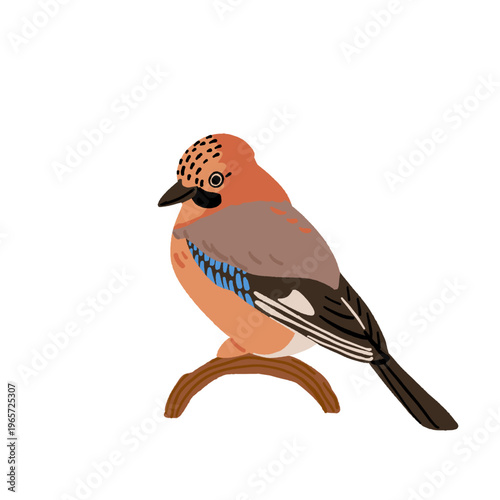 Common backyard birds clipart set with Ukrainian and English names, educational bird illustrations collection, European songbirds vector graphics with bullfinch jay sparrow blackbird