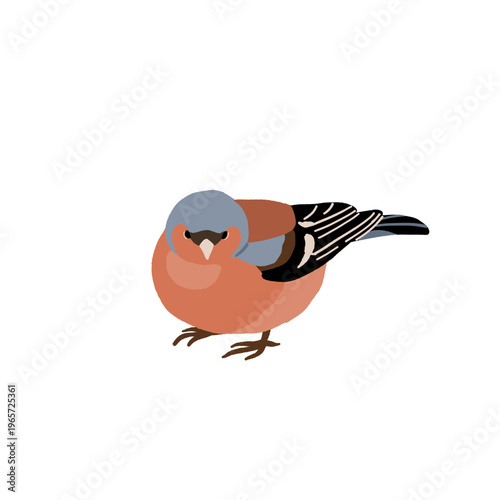Common backyard birds clipart set with Ukrainian and English names, educational bird illustrations collection, European songbirds vector graphics with bullfinch jay sparrow blackbird