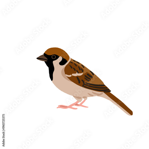 Common backyard birds clipart set with Ukrainian and English names, educational bird illustrations collection, European songbirds vector graphics with bullfinch jay sparrow blackbird