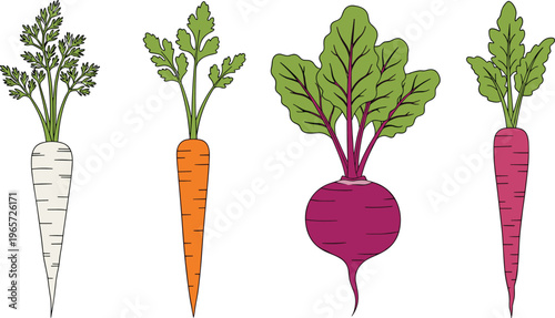 Vector Set of Carrots, Radishes, and Parsnips, Colorful Root Vegetable Illustrations for Farm, Garden, and Organic Designs