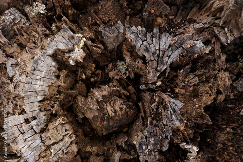 Close-up of decaying weathered wood texture.