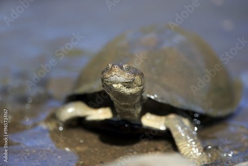 Serrated hinged terrapin (Pelusios sinuatus), adult, in the water, Kruger National Park, South Africa