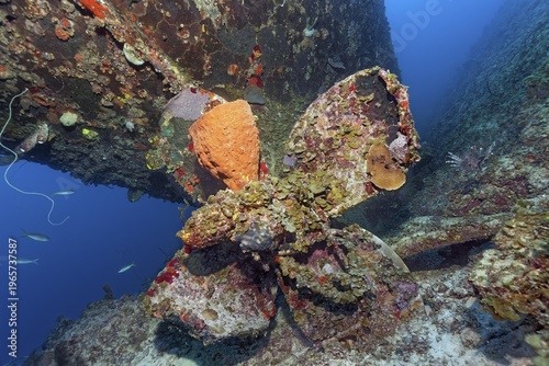 Reticulated barrel sponge (Verongula gigantea) growing on propeller, propeller tug, wreck, shipwreck, Virgen de Altagracia, Caribbean Sea near Playa St. Lucia, Camagüey Province, Caribbean, Cuba