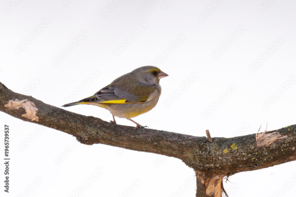 Fototapeta premium A photo of a common greenfinch bird