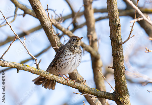 Fotografie song thrush on a branch on a spring day