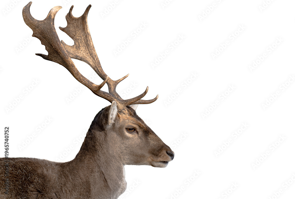 Naklejka premium deer isolated on a white background