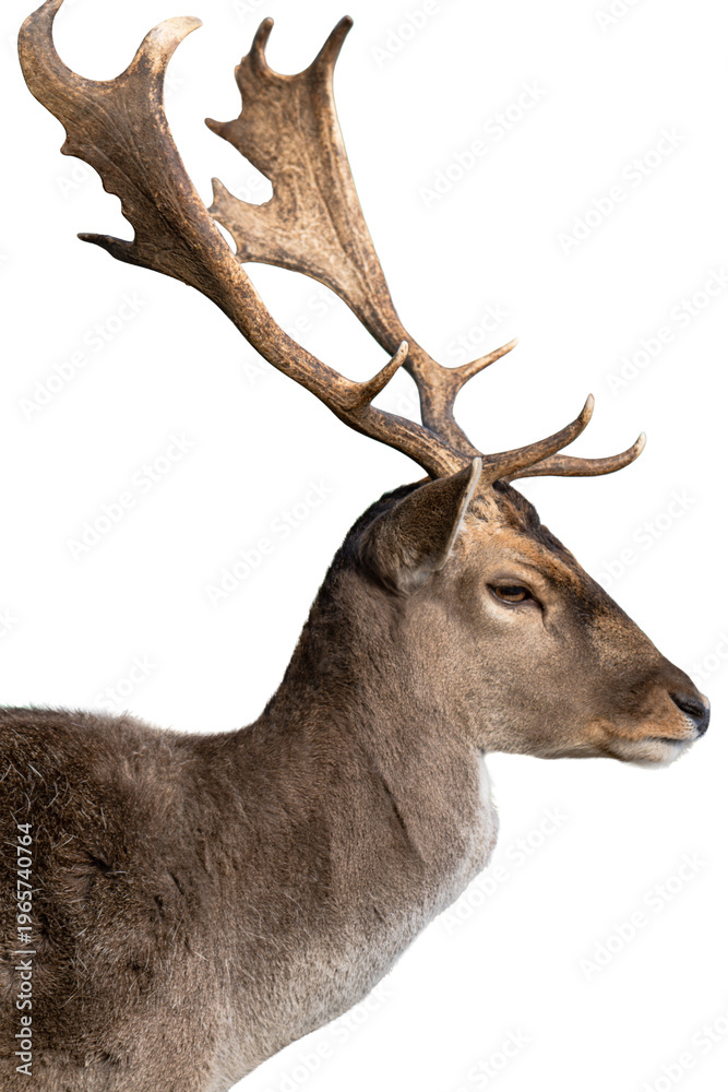 Naklejka premium deer isolated on a white background