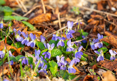 violets in a meadow in spring