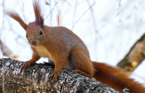  squirrel on a tree in early spring