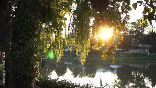 Golden sunrise over river casting light behind tree tropical Asia morning vibe