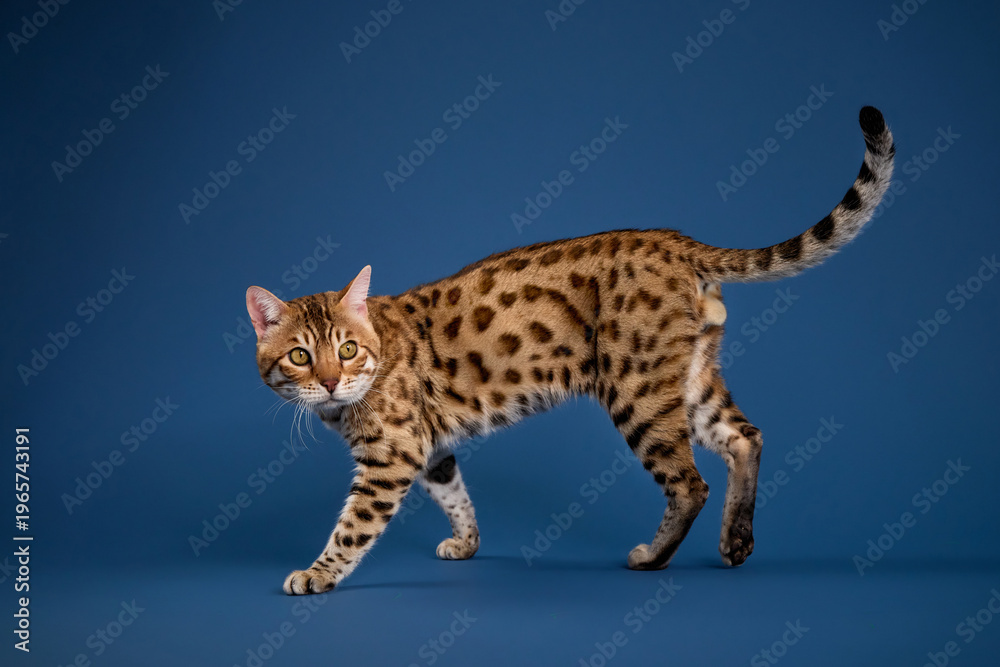 Naklejka premium The Bengal cat walks with head slightly down and gaze ahead. Its strong legs and defined pattern show up clearly against blue backdrop.