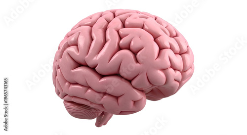 Isolated pink 3 D human brain model on black background