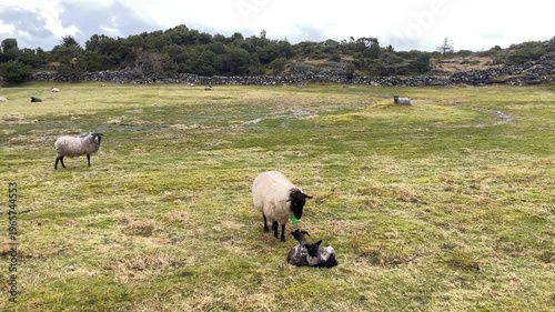 Slow motion video of sheep and lambs in field 