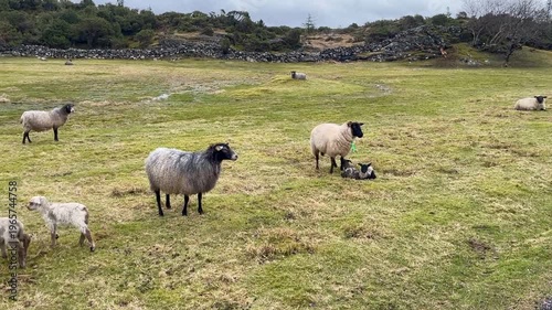 Gray and white sheep with lambs 