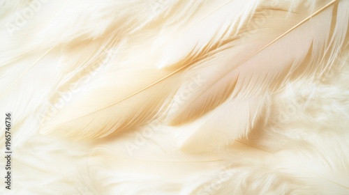 Soft Feather Texture: Delicately layered feathers in shades of cream and beige, creating a soothing and ethereal aesthetic.
