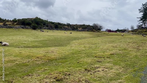 herd of sheep on a green field  on cloudy day