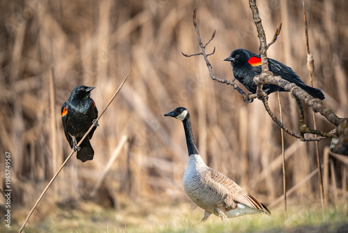 Red winged blackbirds and Canadian Goose in the Field