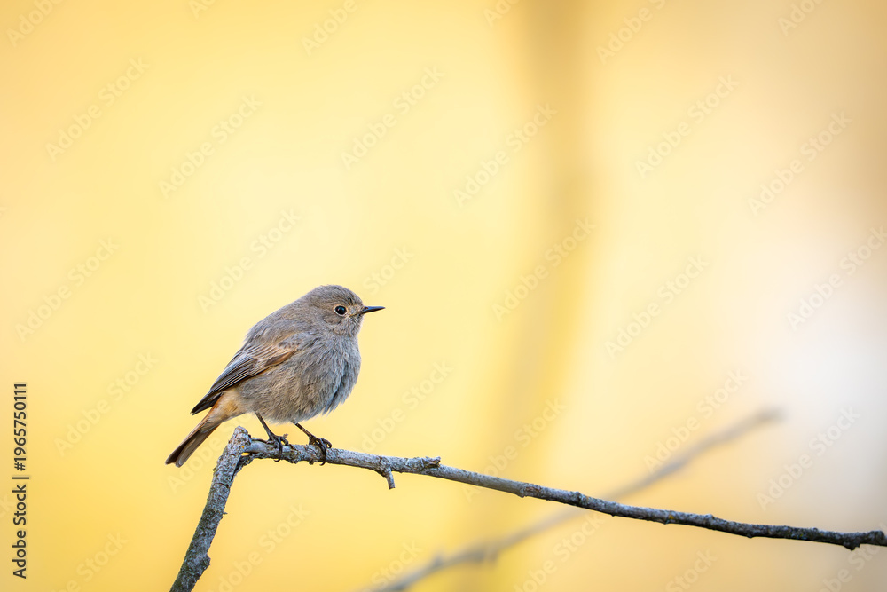 Obraz premium Black redstar on a branch