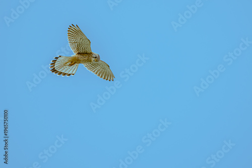 eagle in flight