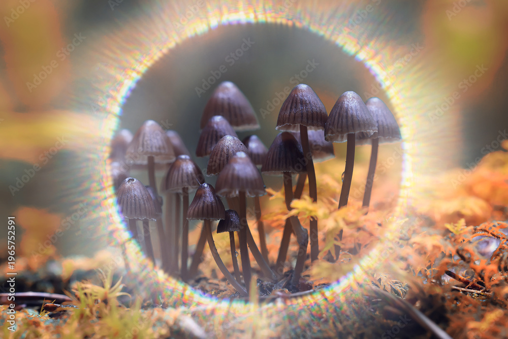 Naklejka premium Small inedible mushrooms in the forest, macro photo of nature