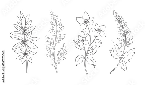 Four line of botanical plant stems with leaves and flowers leaf