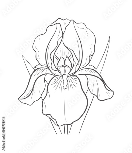 Single line of an iris flower with delicate petals and green leaves botanical outline