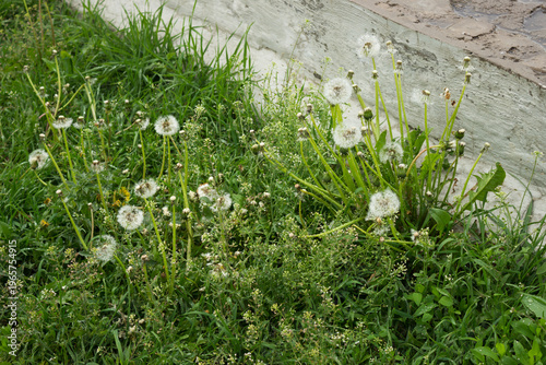 The common dandelion (lat. Taraxacum officinale), of the family Asteraceae. Samara, Russia.