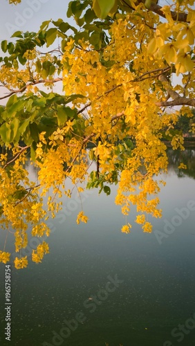 Golden Shower Tree with reflection in the lake,Thailand.