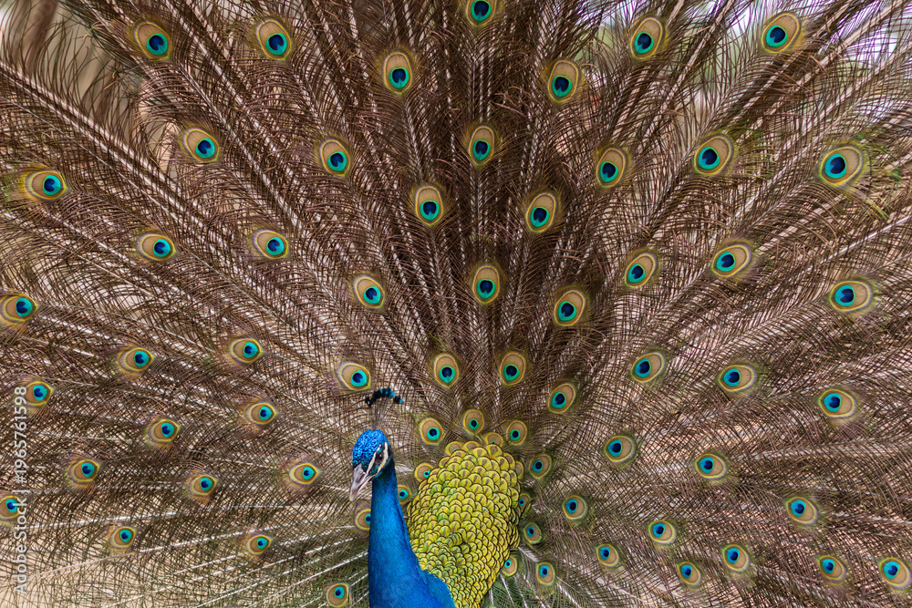 Obraz premium Male peacock with the open tail closeup.