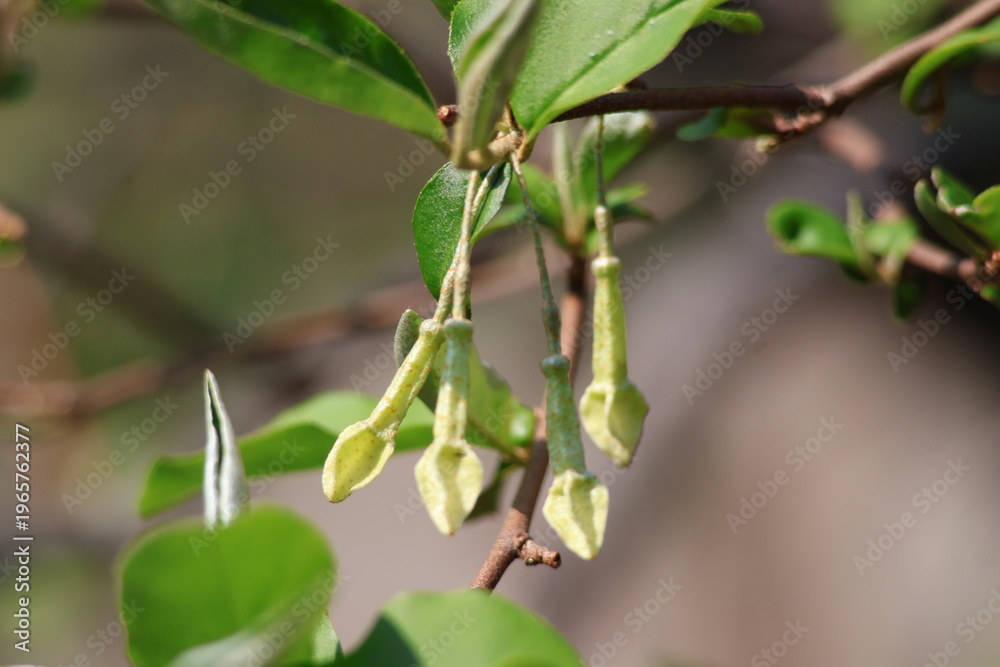 Fototapeta premium flowers of cherry silverberry