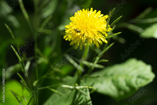 A bee of the family Halictidae feeding on the common dandelion (lat. Taraxacum officinale), of the family Asteraceae. Samara, Russia.