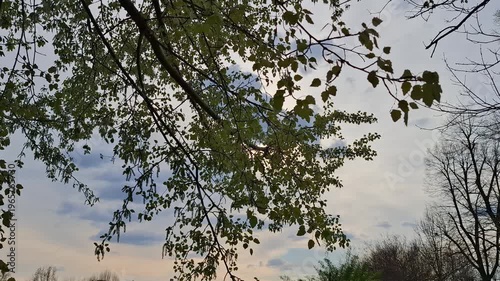 A tree branch with fresh green leaves swaying in a gentle breeze against a cloudy evening sky. A tranquil outdoor natural scene with sunlight and spring foliage.