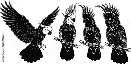 Detailed black and white vector illustration set of cockatoos featuring flying parrots and cockatoos perched on branches isolated on white background silhouette.