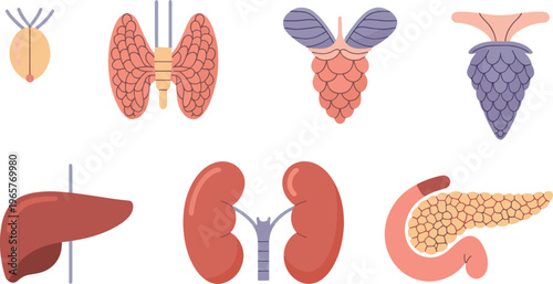 Collection of human endocrine system glands including the pituitary, thyroid, adrenal, and pancreas organs shown in a flat, colorful diagram style.