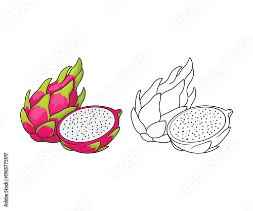 Cute Dragon Fruit Coloring Page and Colored Version Tropical Fruit Illustration