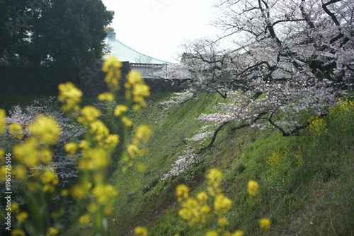 春の九段下　田安門付近の風景　3月