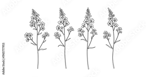 Black and white botanical drawing of four lavender stems with flowers
