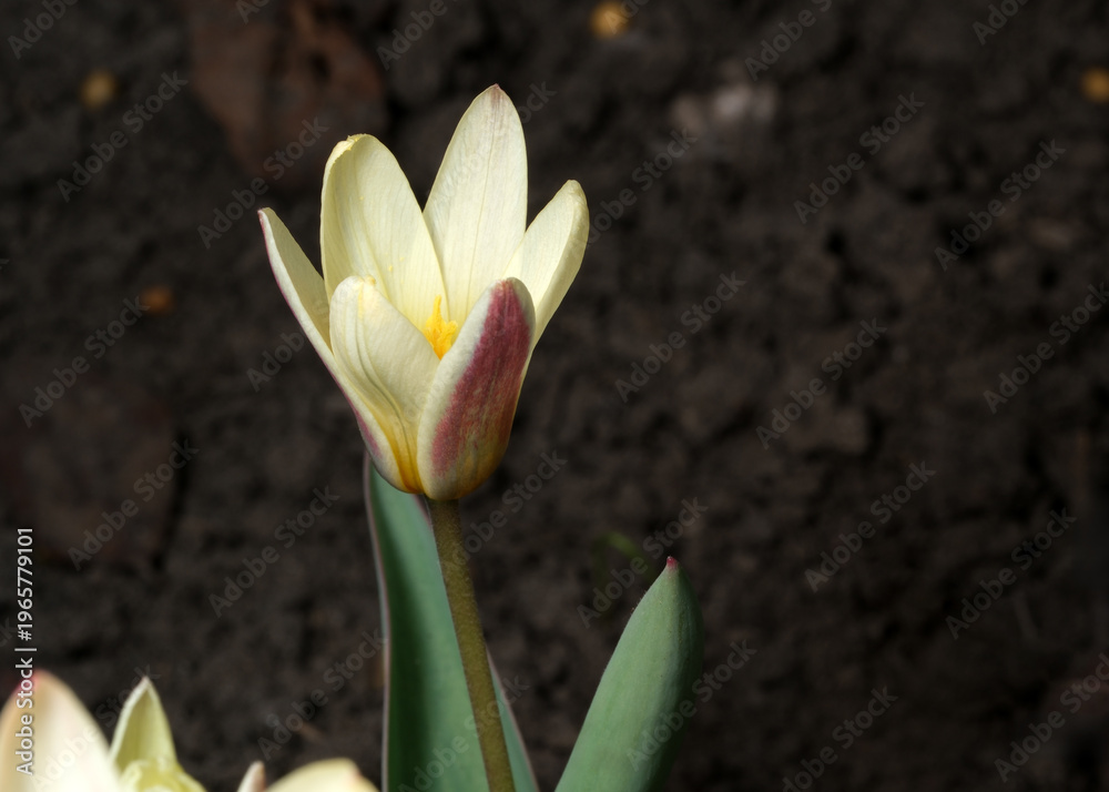 Obraz premium Blooming early tulips greet the sun in a fresh garden setting